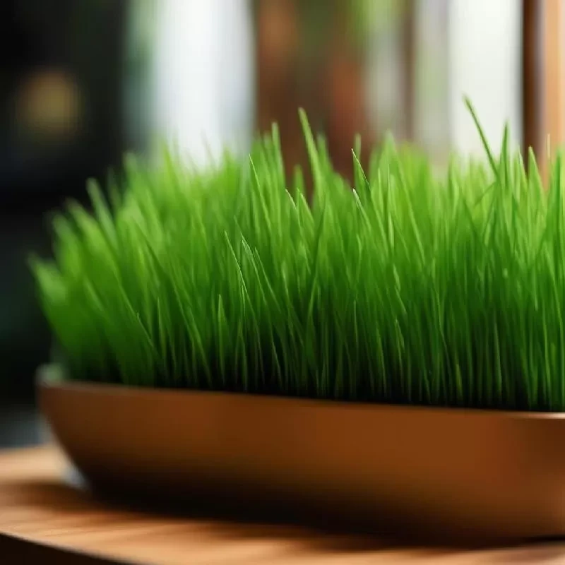 Elegant florarium Elegant florarium